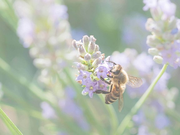 Biene saugt friedvoll Nektar aus der Blume, doch beim Stich wird häufig ein Allergie-Arzt aufgesucht