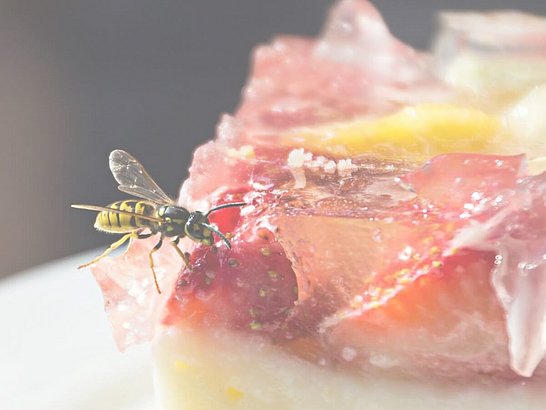 Wespenstich - was tun? Vorsicht bei Wespen auf Lebenmitteln, um Insektenstiche zu vermeiden.
