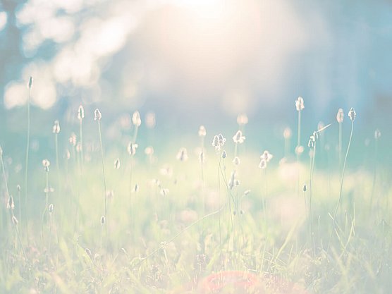 Reagierst du besonders im Frühling auf Pollen? Mach den Allergietest und finde es heraus.