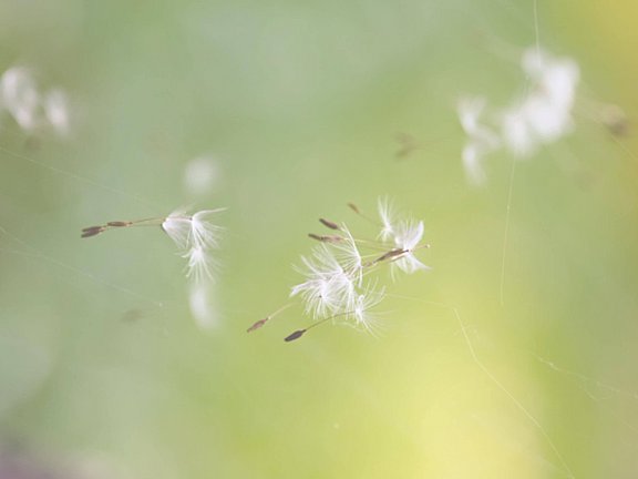 Die Pollen von Birken und Gräsern sind die Hauptauslöser von Allergien wie Heuschnupfen