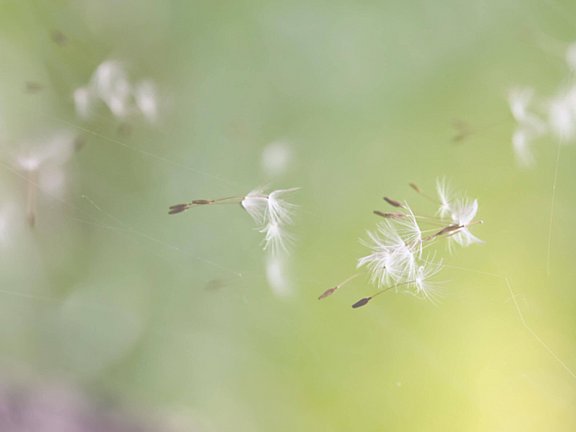 Die Pollen von Birken und Gräsern sind die Hauptauslöser von Allergien wie Heuschnupfen