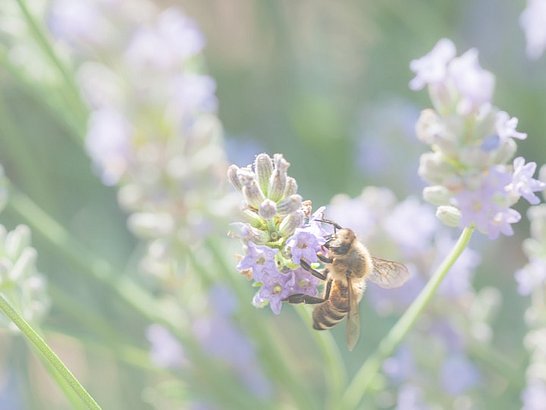 Wespenstich - was tun? Eine Vielzahl von Allergenen gehen von Insektenstichen aus