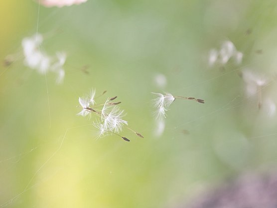 Pollenflug - Pollenallergie ist eine von vielen Allergieformen